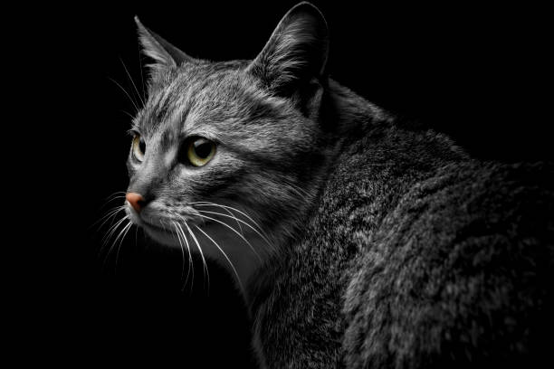 istock gray cat on a dark background, beautiful textured fur. 644425088