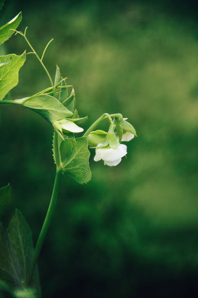 Green Pea plant in flower against a varigated green background.