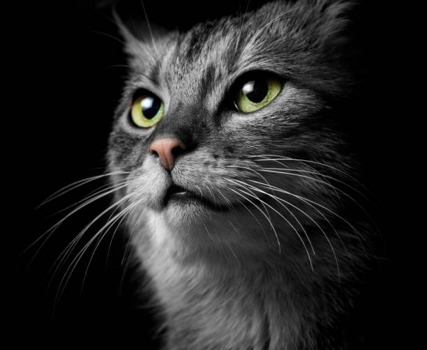 istock gray cat on a dark background, beautiful textured fur. 644431740