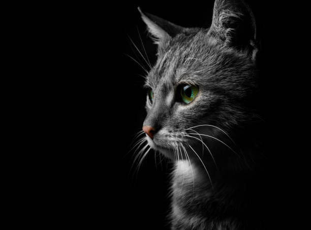 istock gray cat on a dark background, beautiful textured fur. 644432410