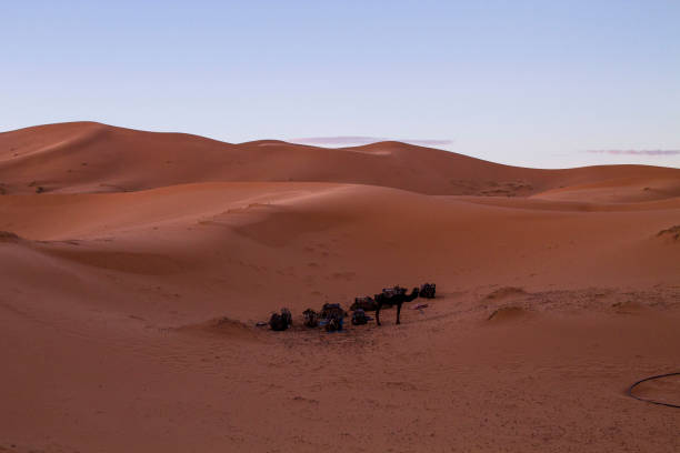 istock Sleeping Camels in the Sahara Desert 644439014