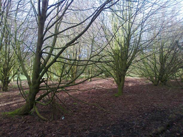 istock Trees with green branches in Iraland 644439628