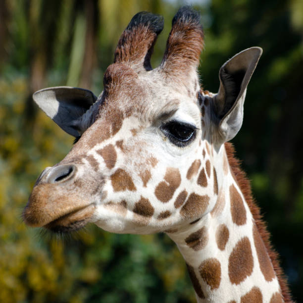 istock head of reticulated giraffe, Giraffa camelopardalis reticulata 644440276