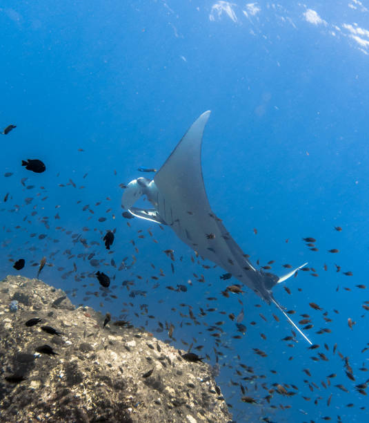 istock Oceanic Manta Ray (Manta birostris) swimming over cleaning station reef. Classed as 'Vulnerable to Extinction' on the IUCN Red list, these graceful creatures are becoming a rare sight in the wild. 644442376
