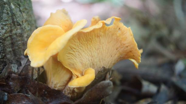 istock White mushroom in the forest. 644447240