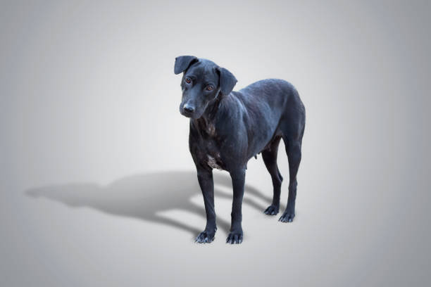 Black Dog isolated on gray baclground with clipping path.