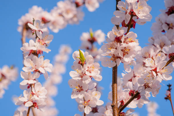istock Japanese apricot Prunus mume 644474220