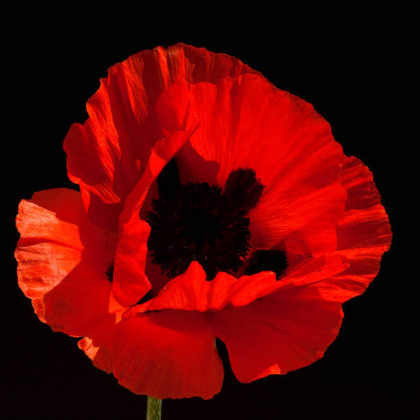 istock Of Turkish; poppy; Papaver orientale 644475950