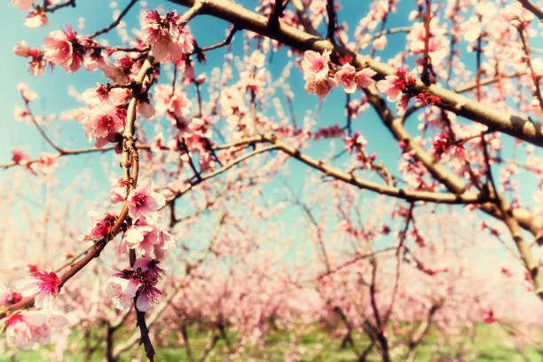 istock Orchard of peach trees bloomed in spring 644484860