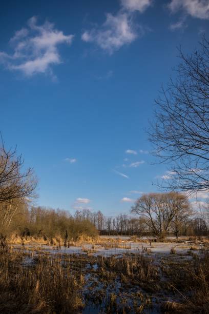 istock Early spring scene of pond covered by reed 644485376