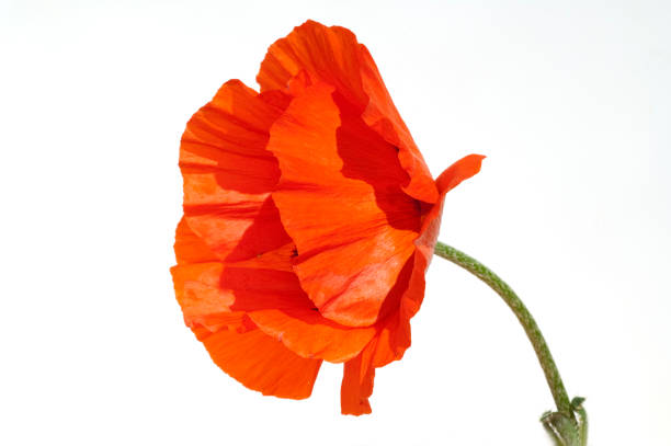 istock Of Turkish; poppy; Papaver orientale 644485406