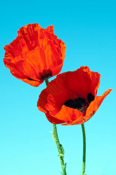 istock Of Turkish; poppy; Papaver orientale 644485628