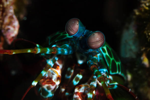 istock Peacock mantis shrimp, Bunter Fangschreckenkrebs (Odontodactylus scyllarus) 644488656