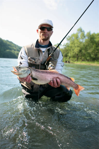 salmone del Danubio - foto stock