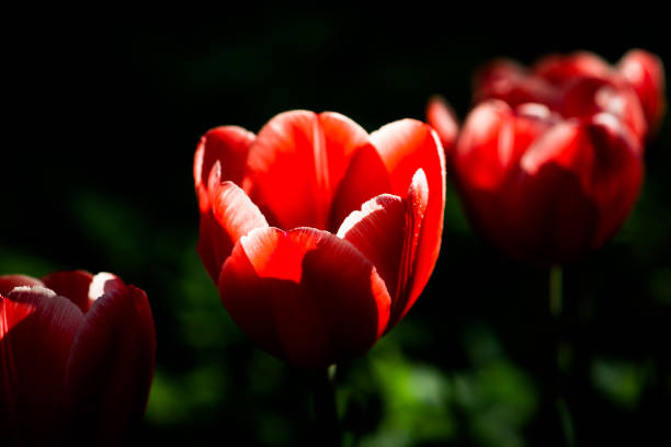 istock Three red tulip flowers in a diagonal row 644519618