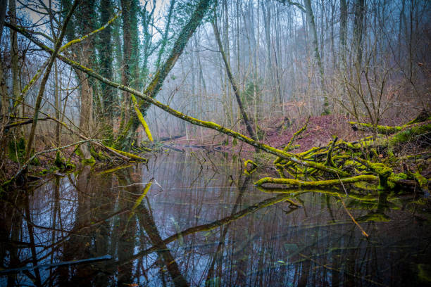 istock Reflexions in a river or swampland 644520606
