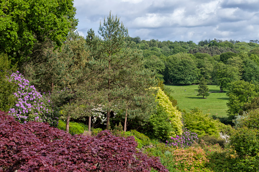 Landscaped garden on a hill with red maple, purple rhododendrons, colorful azalea, on an edge of a meadow and woodland, spring time.
