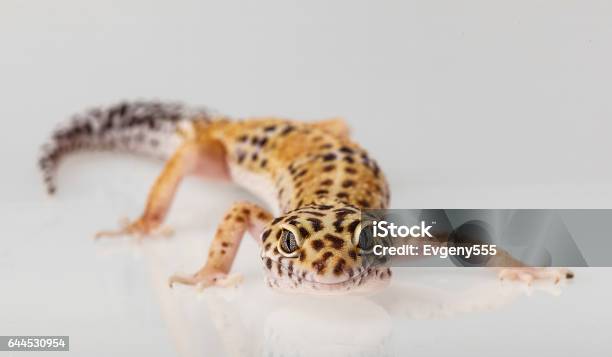 Eublifar Leopard Gecko Stock Photo - Download Image Now - Animal, Animal Wildlife, Black Color