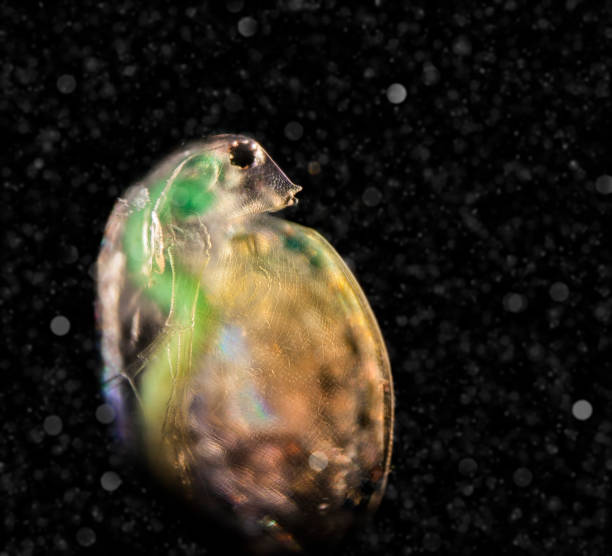 istock Daphnia in the water column, visitor from another world 644531152