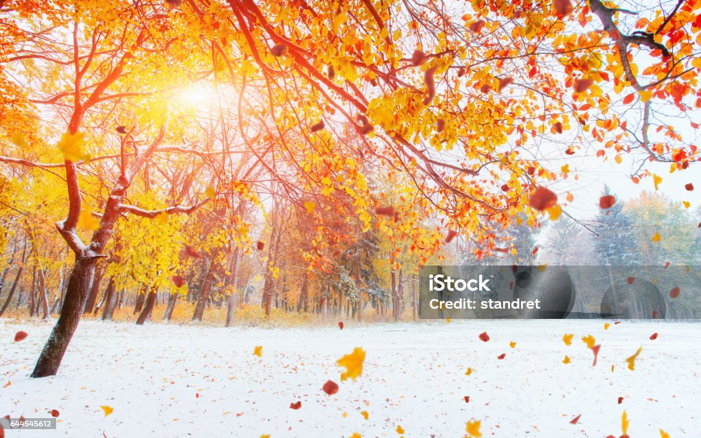 October mountain beech forest with first winter snow. October mountain beech forest with first winter snow Above Stock Photo
