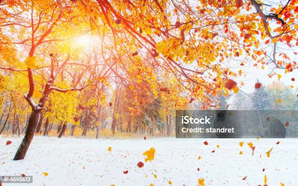 October Mountain Beech Forest With First Winter Snow Stock Photo - Download Image Now