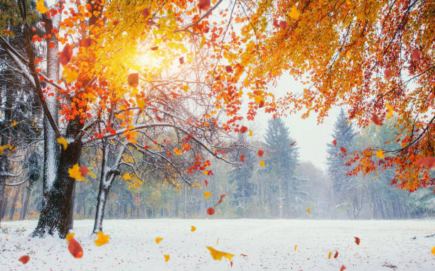 istock Light breaks through the autumn leaves of trees 644546220