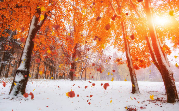 istock Light breaks through the autumn leaves of trees 644546496