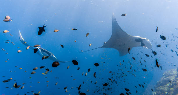 istock Two Oceanic Manta Rays (Manta birostris) swimming over cleaning station reef displaying mating behaviour. Classed as 'Vulnerable to Extinction' on the IUCN Red list, these graceful creatures are becoming a rare sight in the wild. 644546990