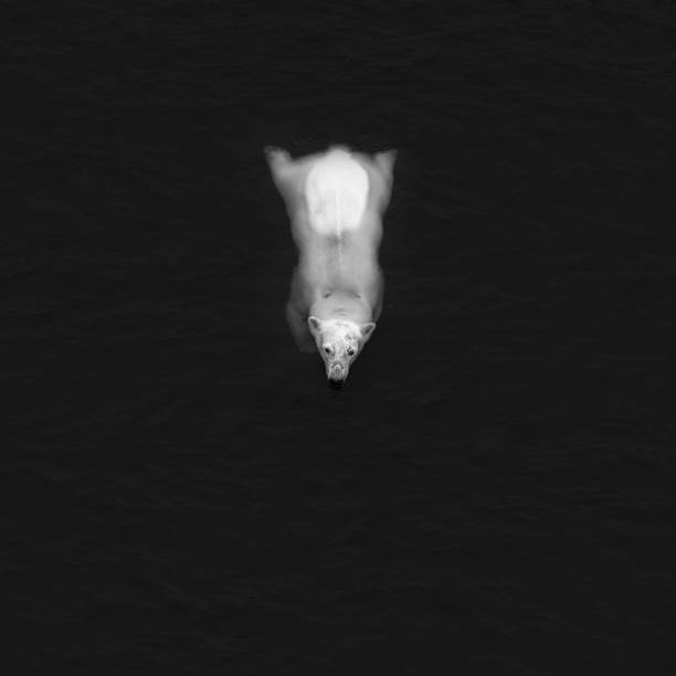 Swimming polar bear, white bear in water