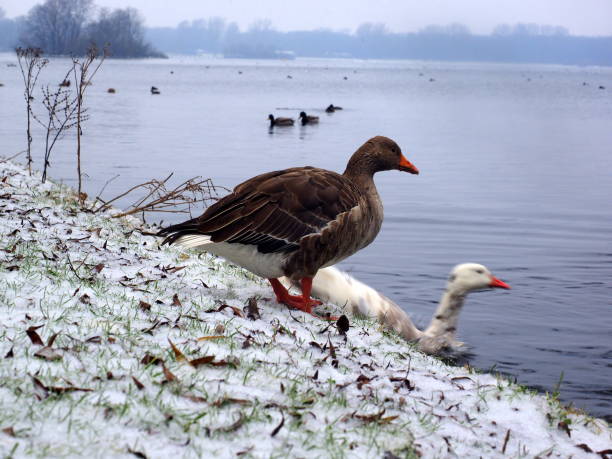istock brown goose near lake 644553714