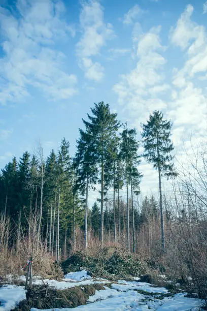 Coniferous forest in winter with cloudy sky