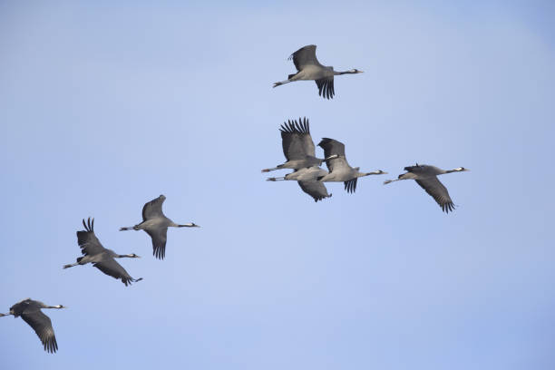 istock Flock of Common cranes in flight on a blue sky. 644562846
