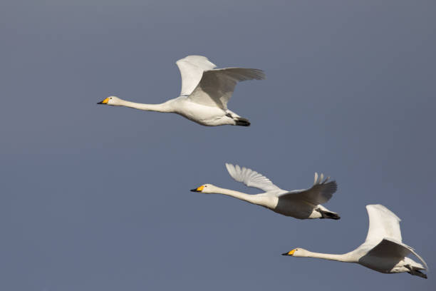 istock Flock of whooper swan in flight on a blue sky. 644565000