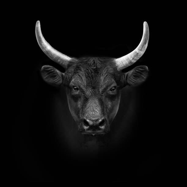 Wild animals Wild animals bull animal stock pictures, royalty-free photos & images
