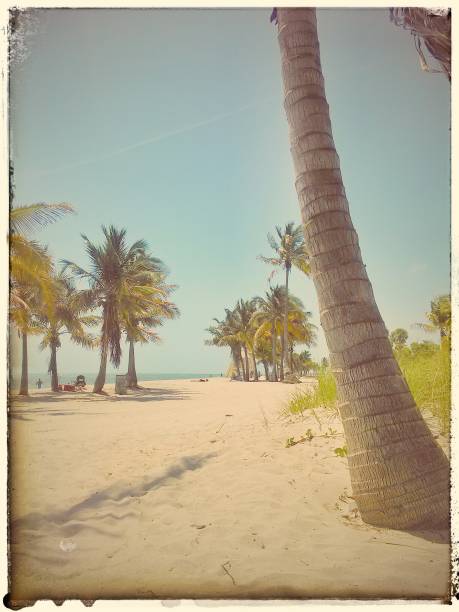 istock Palm trees in Florida, Miami Beach. 644569038