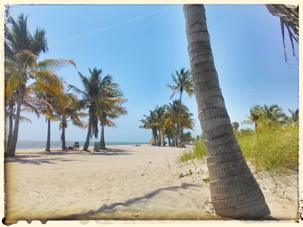 istock Palm trees in Florida, Miami Beach. 644569096