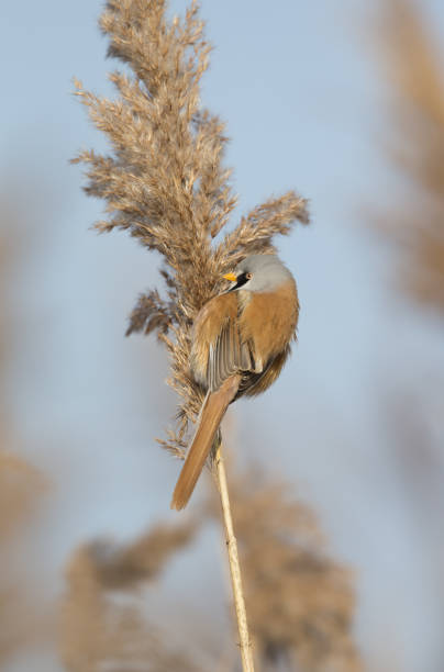 istock Group of bearded reedling foraging in the reeds. 644569626