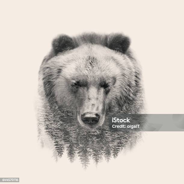 Wild Animals Stock Photo - Download Image Now - Bear, Multiple Exposure, Animal Head