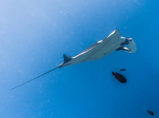 istock Oceanic Manta Ray (Manta birostris) swimming over cleaning station reef. Classed as 'Vulnerable to Extinction' on the IUCN Red list, these graceful creatures are becoming a rare sight in the wild. 644572432