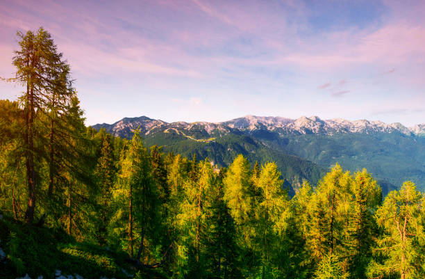 istock Pine tree forest. Carpathian. Ukraine, Europe. 644576304