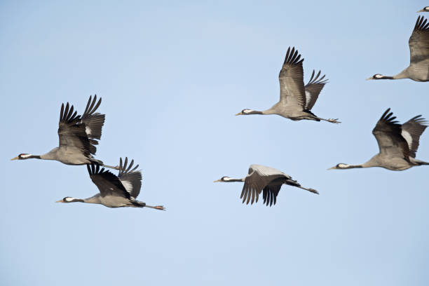 istock Flock of Common cranes in flight on a blue sky. 644576832