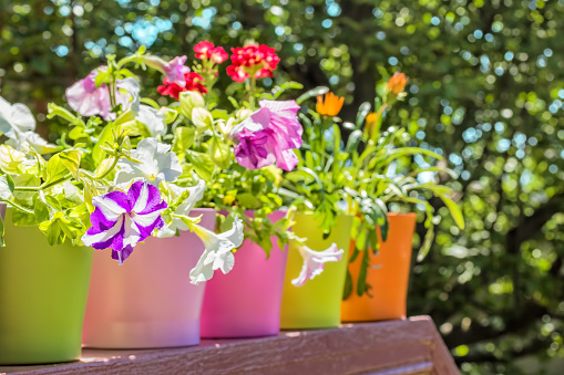 Bright summer flowers in colorful flowerpots backlit on a blurred background of green foliage on a sunny day