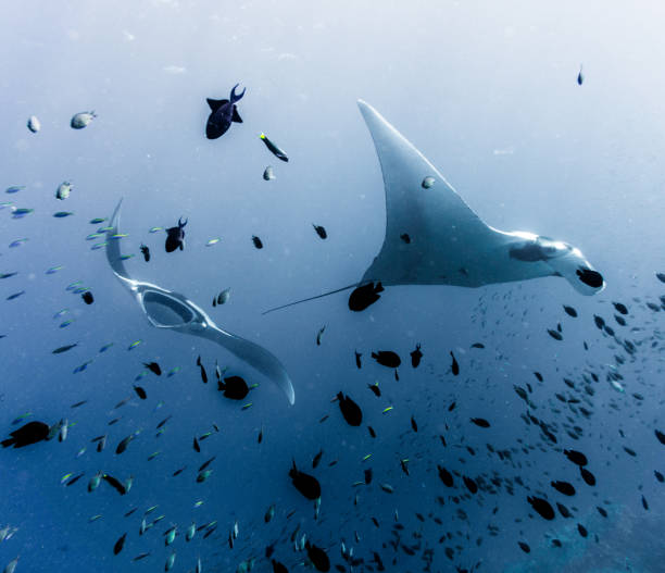 istock Two Oceanic Manta Rays (Manta birostris) swimming over cleaning station reef displaying mating behaviour. Classed as 'Vulnerable to Extinction' on the IUCN Red list, these graceful creatures are becoming a rare sight in the wild. 644581060