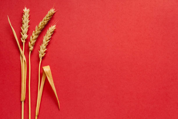 istock Wheat ears on red cardboard, close up 644588700