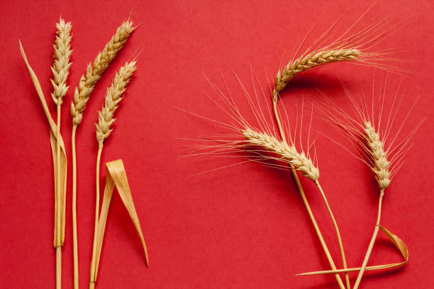 istock Soft and hard wheat composition on red cardboard, close up 644589736