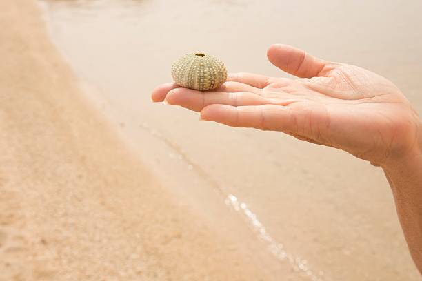 detalle de la mano sosteniendo erizo de mar sobre la orilla del mar - sensory perception shell using senses women fotografías e imágenes de stock