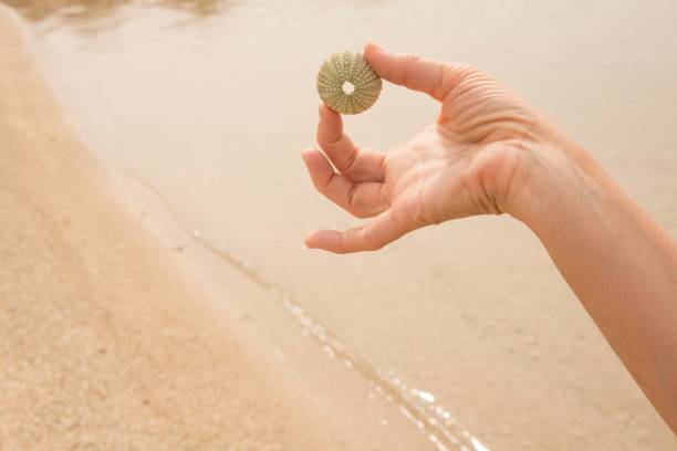 detalle de los dedos que sostienen el erizo de mar sobre el mar - sensory perception shell using senses women fotografías e imágenes de stock