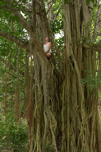 junge frau klettert banyan baum im dschungel - 7589 stock-fotos und bilder