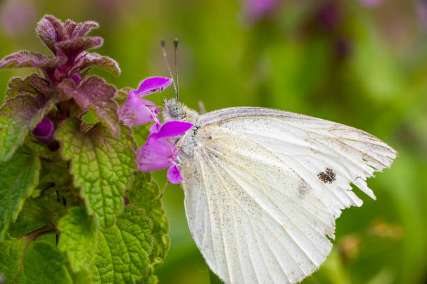istock butterfly feeding on purple dead-nettle, Lamium purpureum 644607648