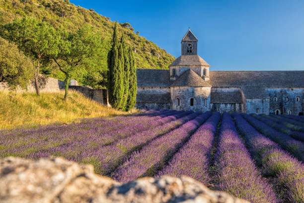 istock Lavender fields at Senanque monastery in Provence, France 644654408